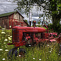 Reds in the Pasture