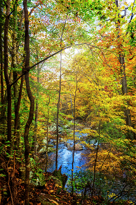 Sunlight in Fall by Debra and Dave Vanderlaan Sunlight in Fall by Debra and Dave Vanderlaan